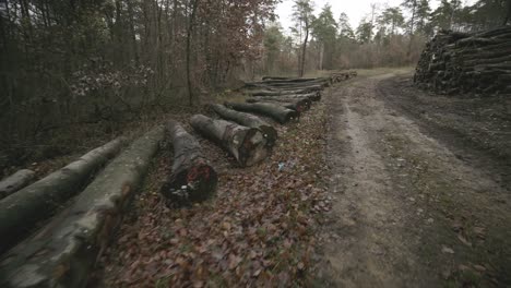 Leaf-trees-forest-with-car-trails-and-tree-trunks