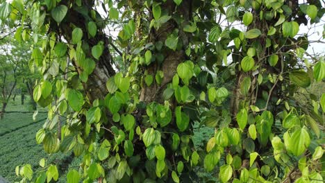 chilli trees are cultivated in the shade trees in the middle of tea gardens