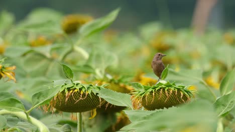 Visto-Encima-Del-Girasol-En-Un-Campo-Buscando-Algunos-Insectos-Para-Alimentarse,-Pied-Bushchat-Saxicola-Caprata,-Tailandia