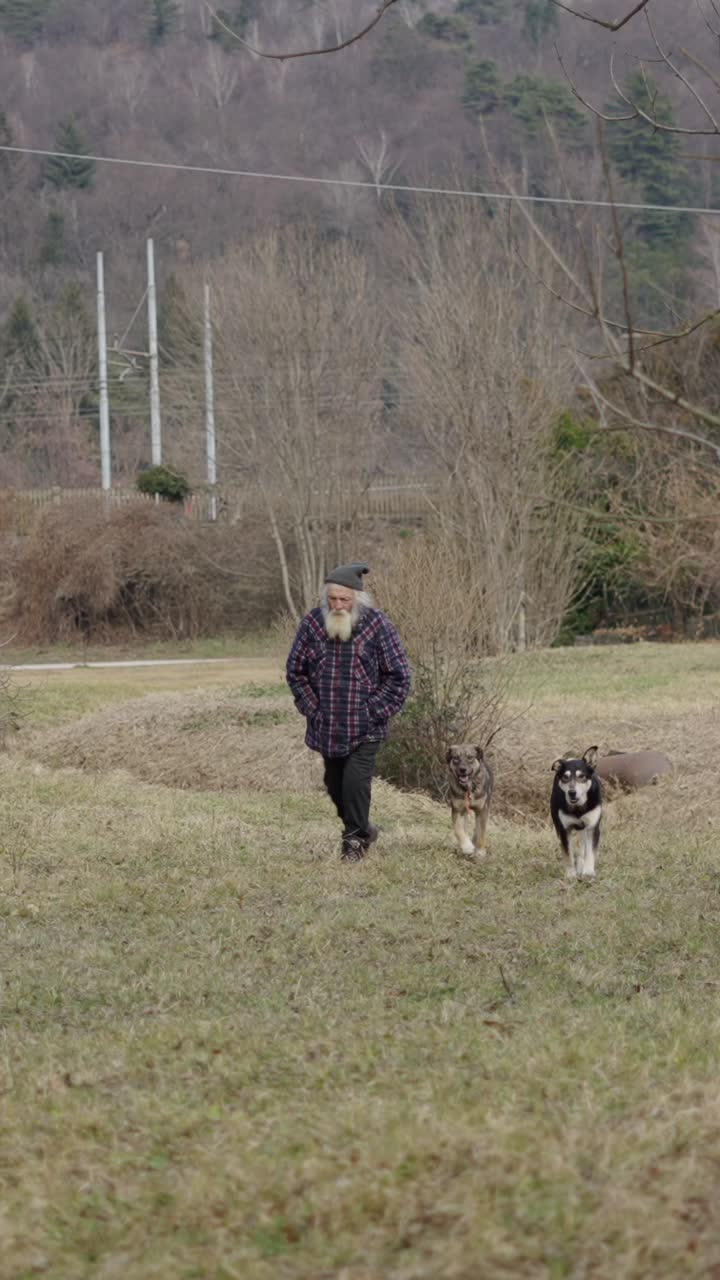 An old man walking with his dogs in a field