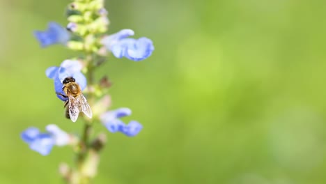 a bee collects nectar from vibrant blue salvia flowers against a soft green background.