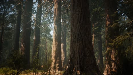 Sonnenuntergang-Am-Giant-Forest,-Sequoia-Nationalpark,-Kalifornien