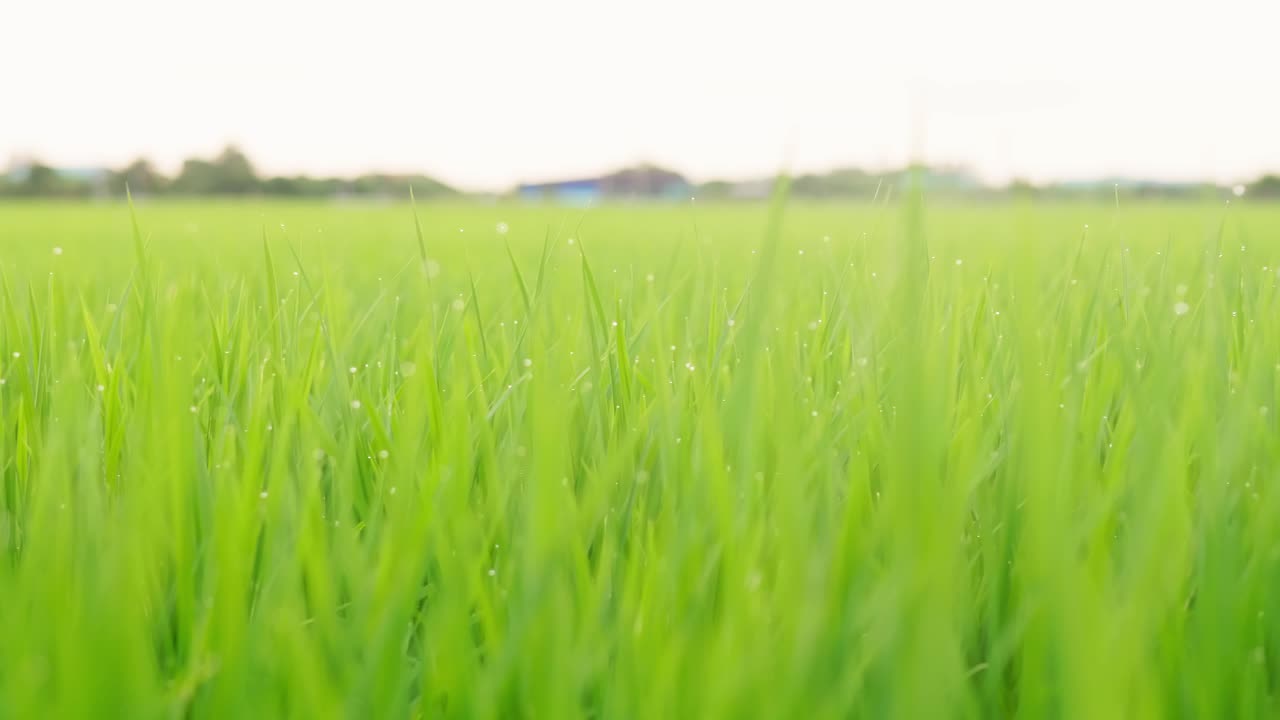 cerca de las hermosas plantas de arroz en un hermoso campo de arroz en granjas orgánicas al atardecer
