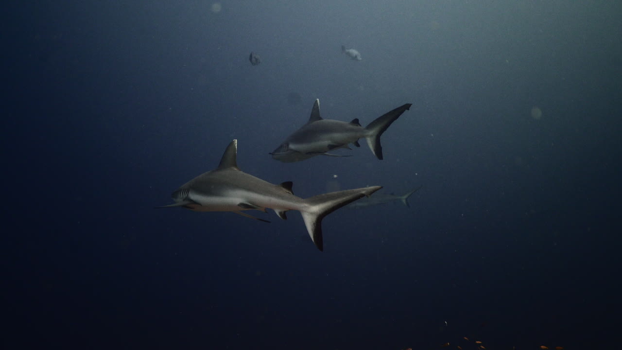 Grey shark in blue water