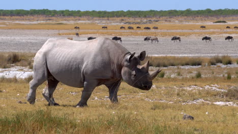 Nashörner-Im-Etosha-Nationalpark