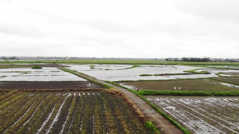 Volar-Sobre-Vastos-Campos-De-Arroz-En-Hoi-An,-Quang-Nam,-Vietnam