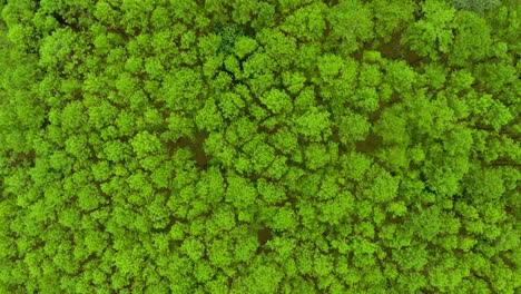 top view of pine trees forest