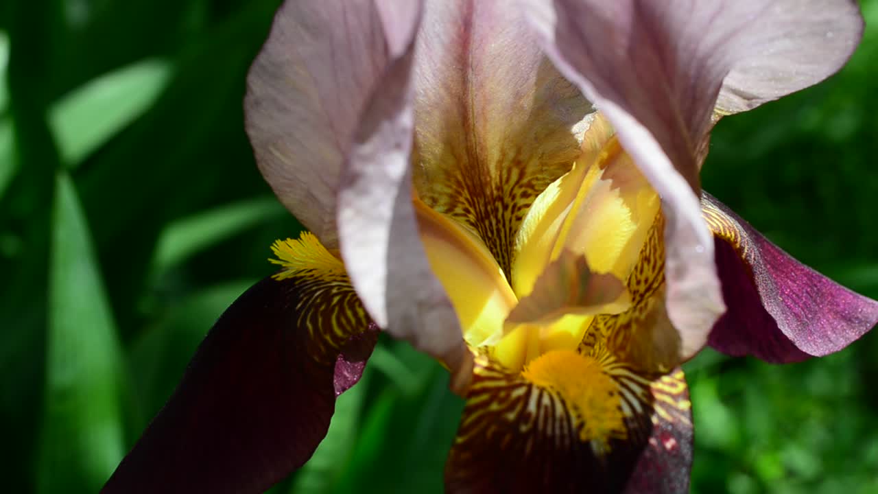 Irisblume. Frühlingsblumen, Makro-Aufnahmen.