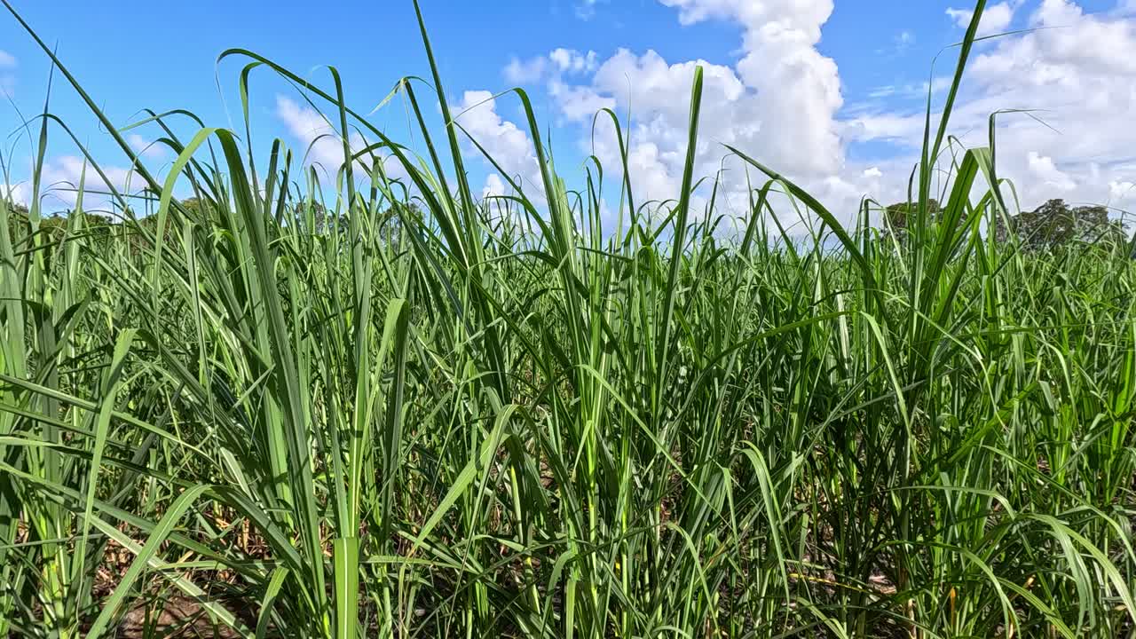 Lush green grass sways in sunlight, blue sky and clouds, handheld camera, natural environment