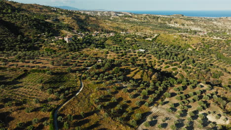 centuries-old olive trees stretch across a hillside near the sea in calabria