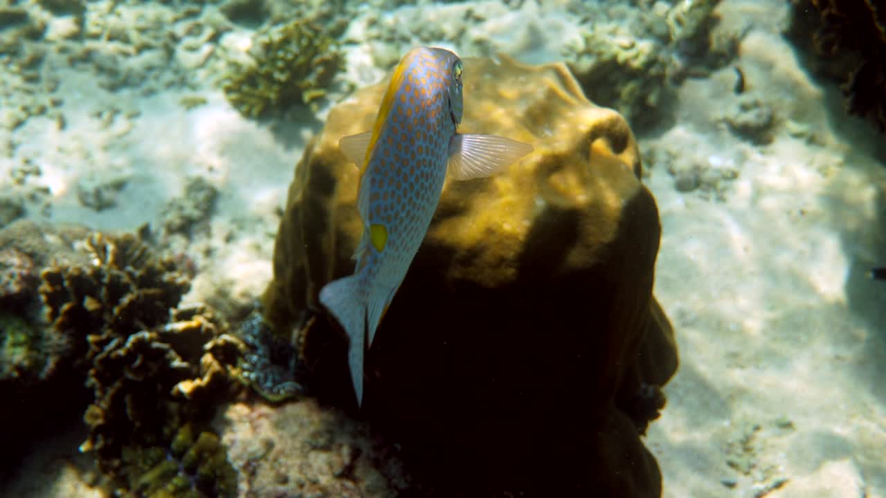 Underwater photo of golden rabbitfish Siganus guttatus school in coral reef