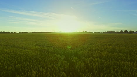 Wheat-field-landscape.-Happy-woman-standing-in-green-field-with-hands-up