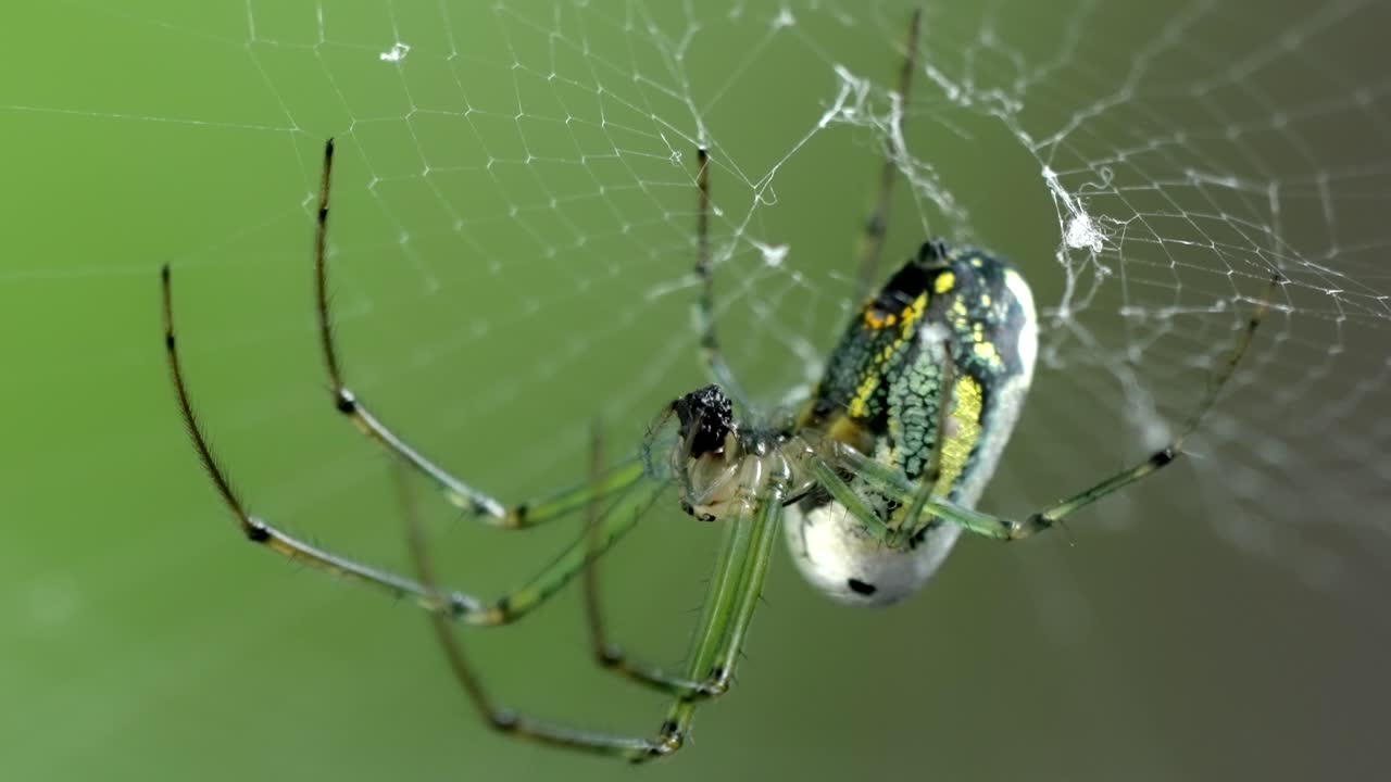 Detailed Insect Life: Close-up of an Orchard Orbweaver Spider
