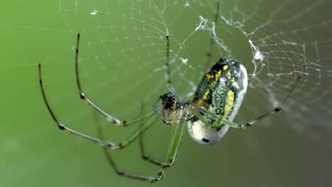 detailed insect life: close-up of an orchard orbweaver spider