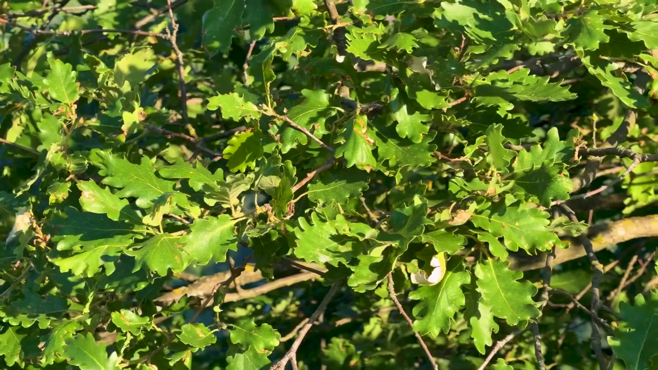 Primo piano statico di fogliame di quercia verde brillante che ondeggia dolcemente sotto l'intensa luce solare naturale.