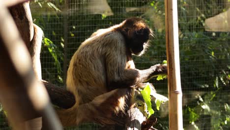 spider monkey eating leaves in an enclosure