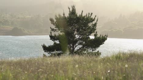 landscape view of a field, tree and lake