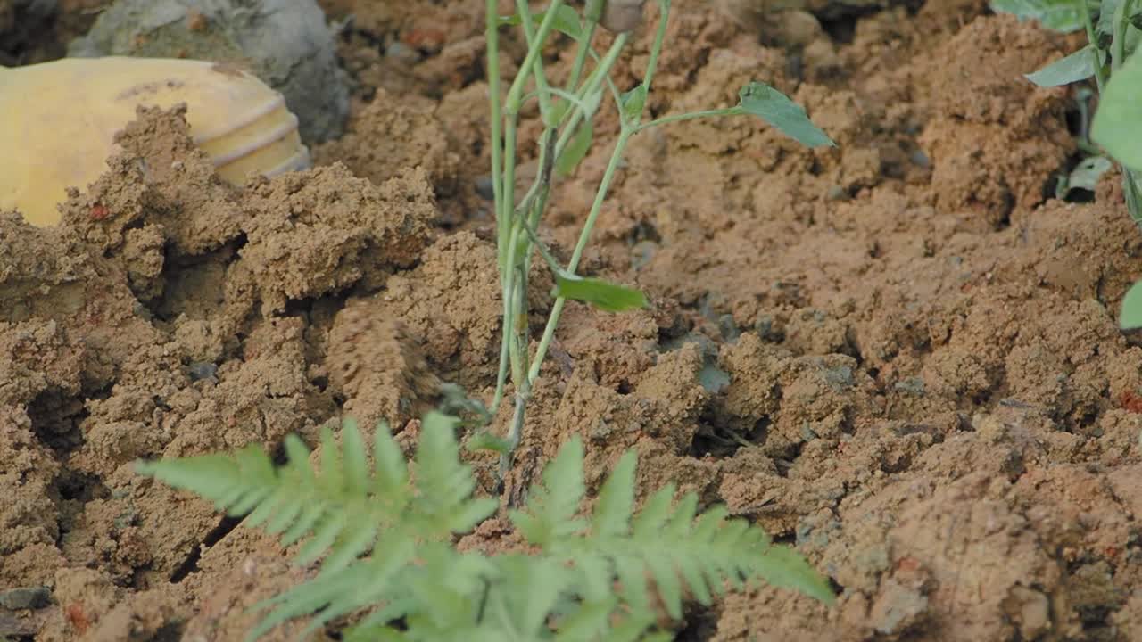 Jardinero removiendo la tierra alrededor de plantas jóvenes con una azada