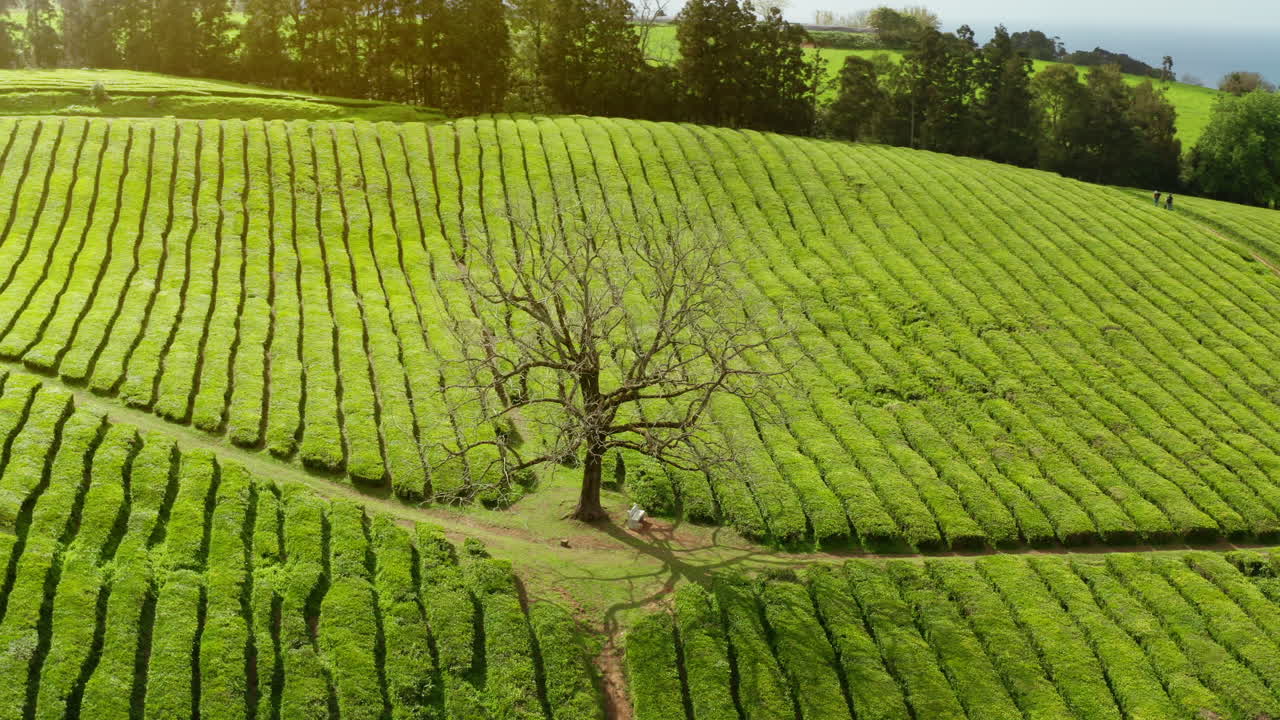 포르투갈 아조레스 제도 의 사오 미구엘 섬 에 있는 녹차 농장 의 영화적 공중 드론 사진