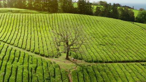 cinematic aerial drone view of green tea plantations in sao miguel island in the azores - portugal