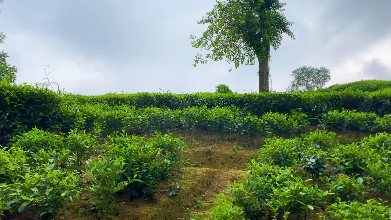 남아시아 방글라데시의 실헤트 (sylhet) 에서 차를 재배하는 정원.