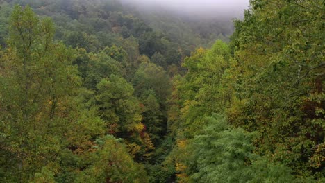 parque estatal amicalola en un día de niebla en georgia