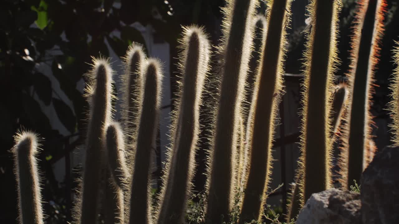 Backlit Columnar Cacti