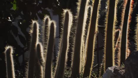 backlit columnar cacti