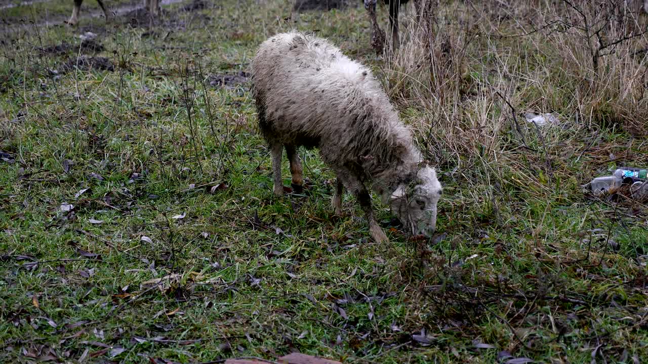 rebaño de ovejas descansa en el campo del granjero