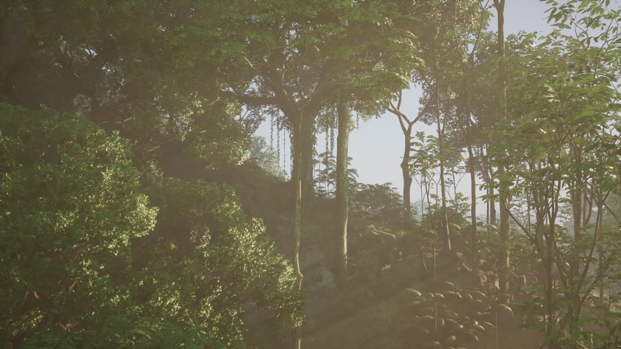 빛이 숲의 나무를 가로질러 흐르고