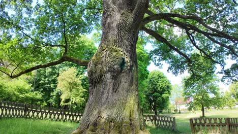 Gran-Y-Viejo-Roble-Bolko-En-Polonia