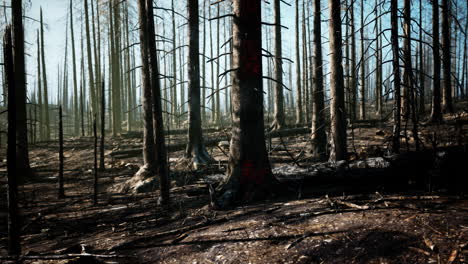 bosque quemado después de un incendio forestal