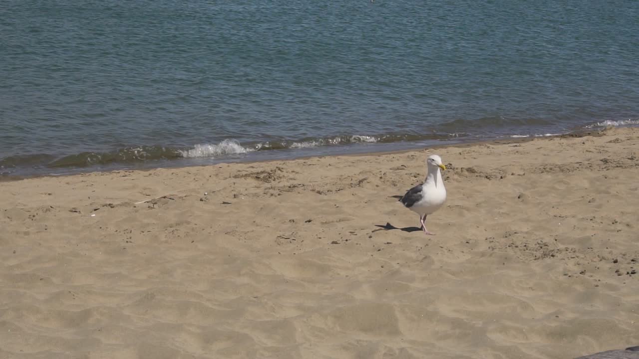 Californian Seagull on Beach, Slow Motion. Seabird in San Francisco Bay, California