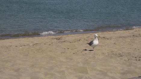californian seagull on beach, slow motion. seabird in san francisco bay, california