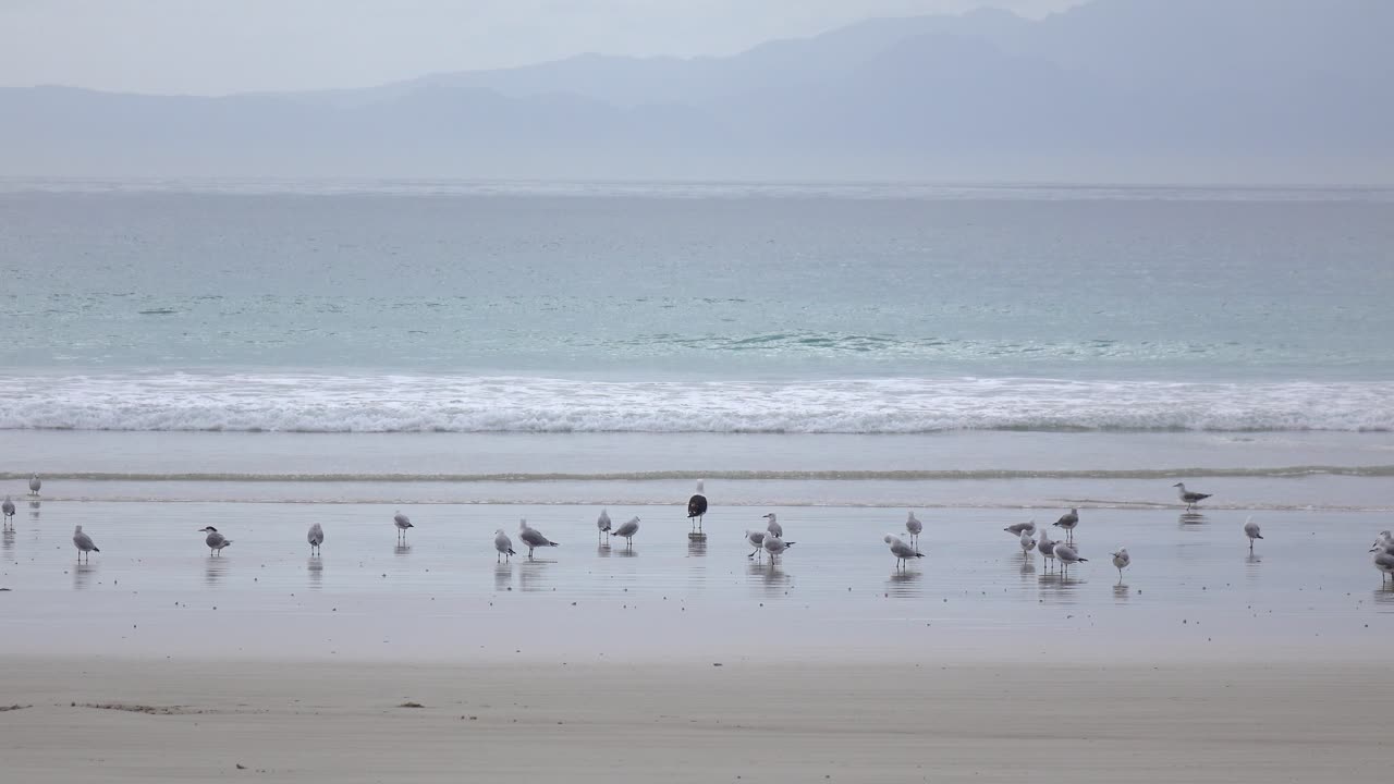 해변 게를 먹는 갈매기