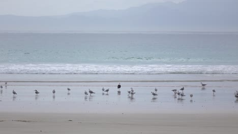 Möwen,-Die-Sich-Von-Strandkrabben-Ernähren