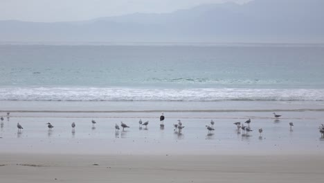 gaviotas alimentándose de cangrejos de playa