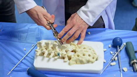 male hands of unrecognized educator wearing white robe apply metal tool to cut the pieces of the plastic spine bones. practicing and demonstration of instruments usage in neurosurgery.