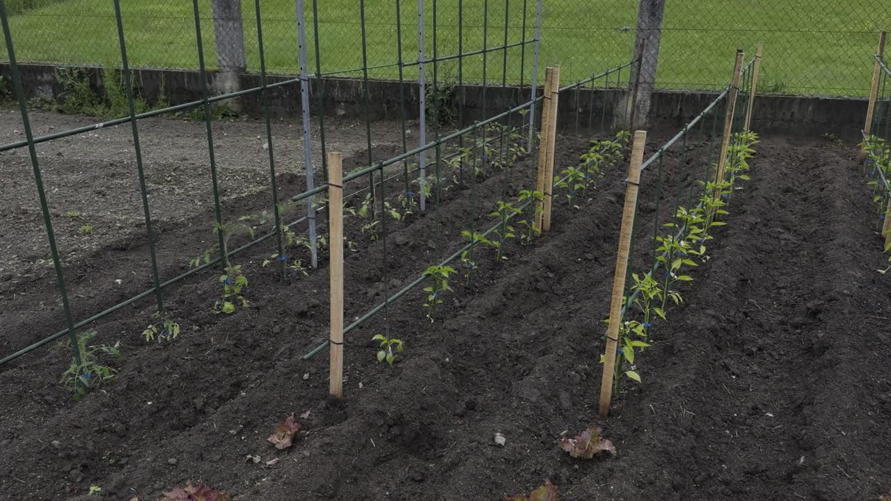 vista general de cebollas, lechuga y pimientos en un patio de cultivo doméstico