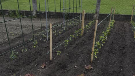vista general de cebollas, lechuga y pimientos en un patio de cultivo doméstico