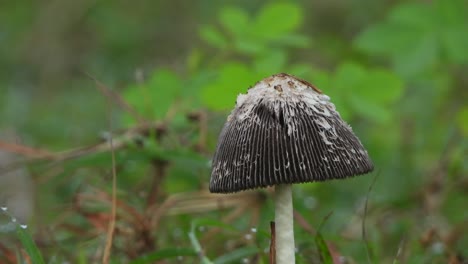 mushroom - single - pond area