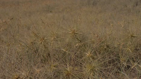 field with spinifex grass growing in beach dunes - littoral spinegrass at lennox head, nsw, australia