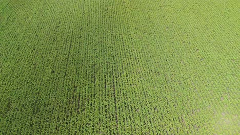 drone flyover of lush green sugar cane fields