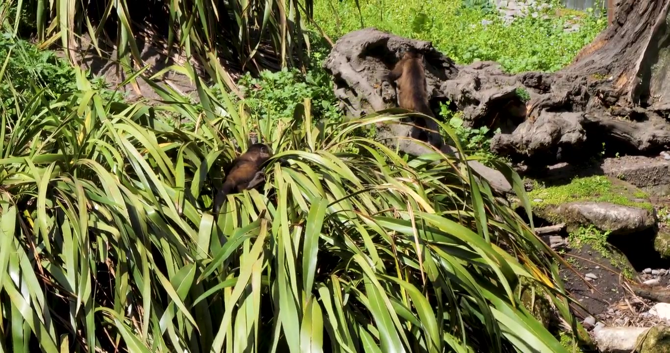 Monyet Capuchin di Cagar Alam Willowbank, Christchurch, Selandia Baru