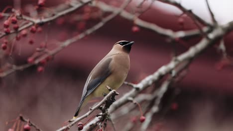 Cedar-Waxwing-Perched-On-Branch-4K