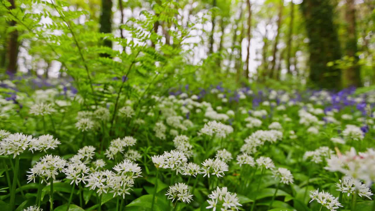 Spring Flowers in a Forest