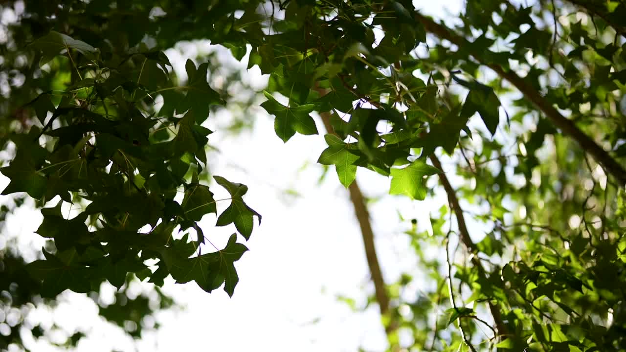 Nature background. Beautiful Sun shine through the blowing on wind tree green leaves. Blurred abstract bokeh with sun flare. Sunlight. Sunflare.