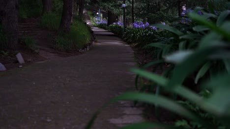 Lavender-Flowers-Along-Concrete-Pathway-At-The-Park-In-Naggar,-Himachal-Pradesh,-India---focus-pull