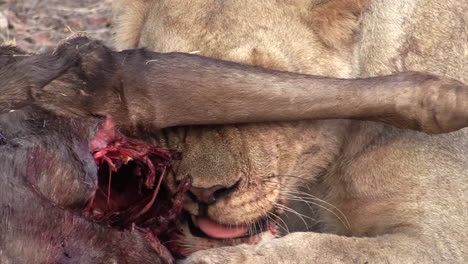 front view of a lioness feeding on a wildebeest while the leg of her victim is covering her eyes, close-up shot