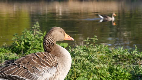 Slow-Mo-Nahaufnahme-Von-Gans-Im-See-Mit-Gänsen-Im-Hintergrund